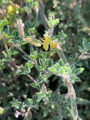 Dichilus pilosus