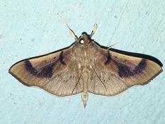 Pilocrocis milvinalis