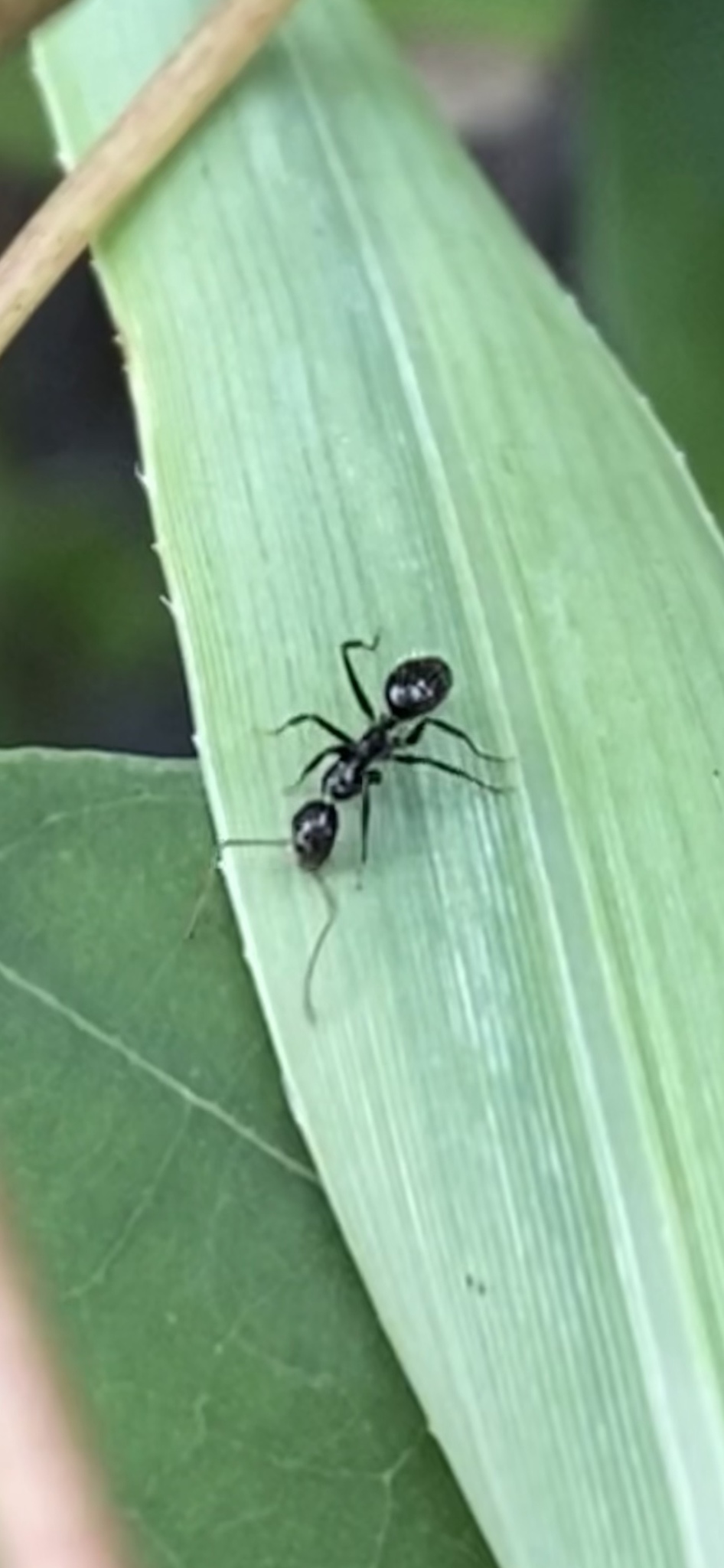 Camponotus sexguttatus