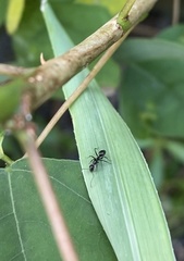 Camponotus sexguttatus