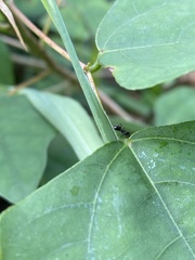 Camponotus sexguttatus