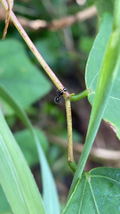 Camponotus sexguttatus
