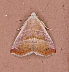 Eublemma cinnamomea