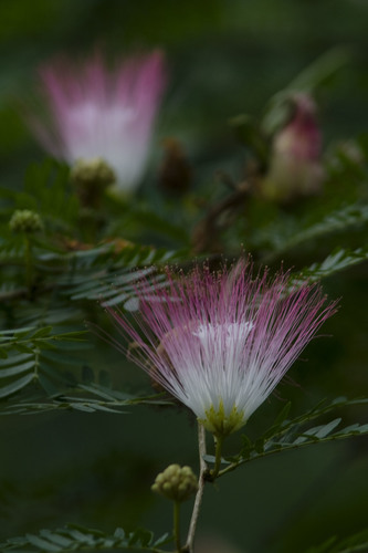 Calliandra riparia (Calliandra riparia)