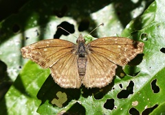 Anisochoria sublimbata