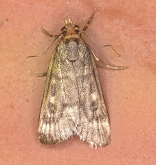 Loxostegopsis polle