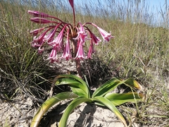 Crinum stuhlmannii delagoense