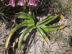 Crinum stuhlmannii delagoense