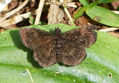 Staphylus ascalon