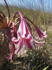 Crinum stuhlmannii delagoense