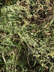 Parthenium hysterophorus