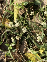Parthenium hysterophorus