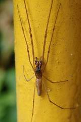 Tetragnatha nitens
