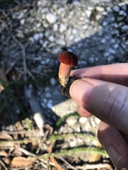 Hortiboletus rubellus image