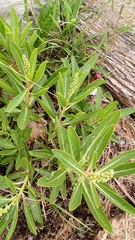 Phytolacca tetramera