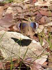 Junonia artaxia