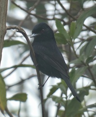 Knipolegus cyanirostris