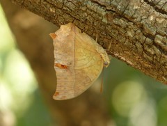 Charaxes varanes