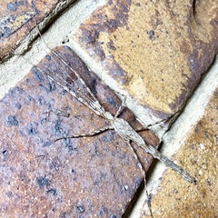 Xeroderus kirbyi
