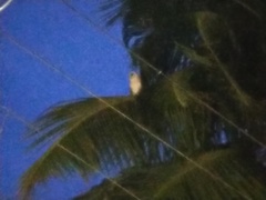 Tyto alba