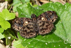 Gorgythion begga begga