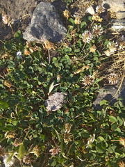 Trifolium repens