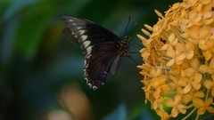 Battus polydamas