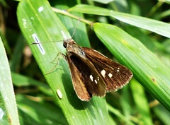 Psoralis stacara