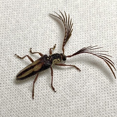 Piesarthrius marginellus