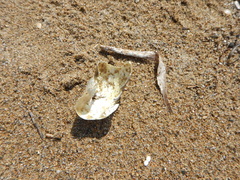 Caretta caretta