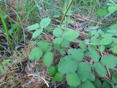 Rubus echinatus