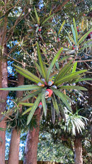 Podocarpus macrophyllus