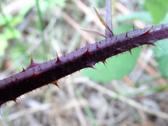 Rubus echinatus