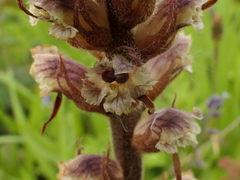 Orobanche minor
