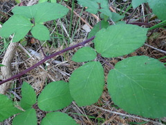 Rubus echinatus