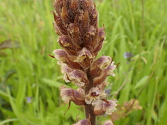 Orobanche minor