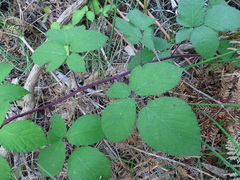 Rubus echinatus