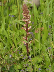 Orobanche minor