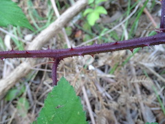 Rubus echinatus