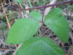 Rubus echinatus