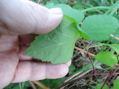 Rubus echinatus