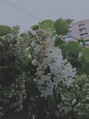 Syringa vulgaris