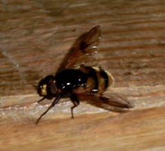 Volucella elegans