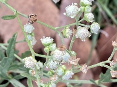 Parthenium hysterophorus