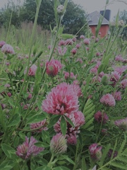 Trifolium pratense