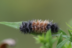 Entomophthorales