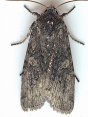 Lithophane laticinerea