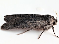 Lithophane laticinerea