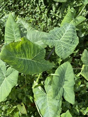 Xanthosoma violaceum