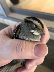 Zonotrichia albicollis